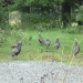Turkeys