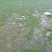 coastal marshland