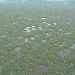 coastal marshland