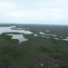 mangroves