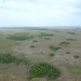tree islands