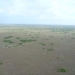 tree islands