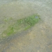 teardrop shaped tree island
