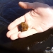 Winged Mapleleaf Mussel