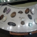 native mussels at the visitors center