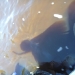 snorkle shadow
