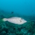 Filefish