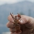 Crayfish