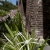 Spider Lilies