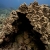 Coral Cave