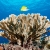 Longnose Butterflyfish