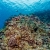 Reef Scene