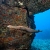 Trumpetfish