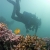 Lionfish Searching