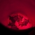 Loggerhead Hatchlings