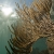 Soft Coral on the Moat Wall