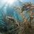 Soft Coral