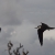 Sooty Tern