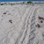 Turtle Tracks on Loggerhead