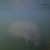 Manatee Underwater
