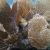 Sea Fans