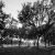 Trees on the Mall