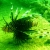 Lionfish