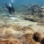 Coral Assessment