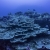 Hard Corals 