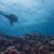 Sea Mount Shallows 