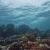 Coral Everywhere