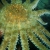 2012_aaus_17