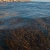 Kelp at Santa Rosa