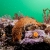 Sea Cucumber