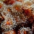 Anemones