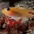 Goby