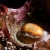 Chestnut Cowrie