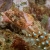 Coralline Sculpin
