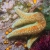 Deformed Sea Star