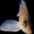Kelp Rockfish