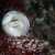 Nudibranch Eggs