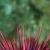 Red Urchin