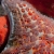 Sea Star Detail 1