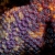 Sea Star Detail 2