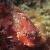 Snubnose Sculpin