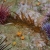 Urchin Tug-O-War
