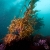 Kelp Detail 4