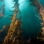 Kelp Forest