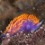 Spanish Shawl Nudibranch