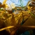 Surfacing in the Kelp